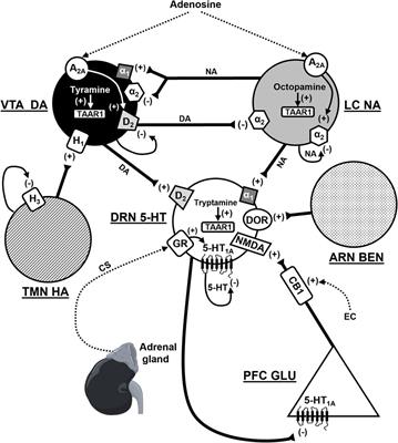 Editorial: New players on the monoaminergic field: relevance to the mental disorders